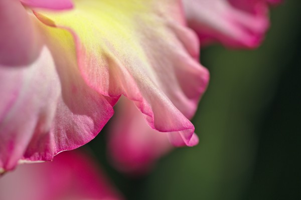 Gladiolus Petals by Joy Watson